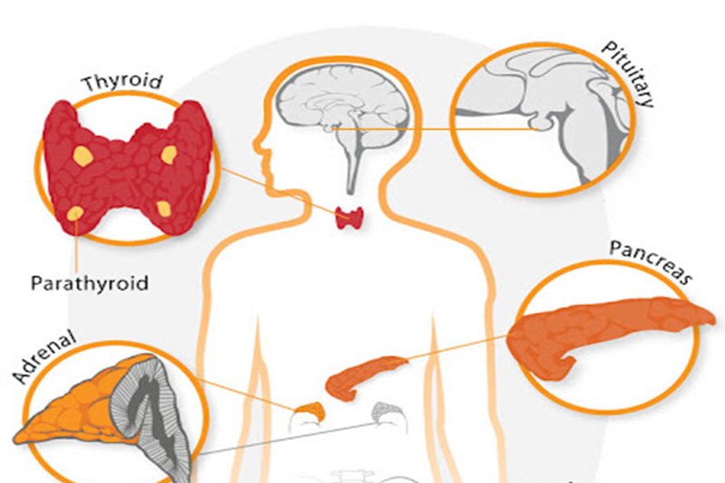 ENDOCRINOLOGY & METABOLISM RESEARCH